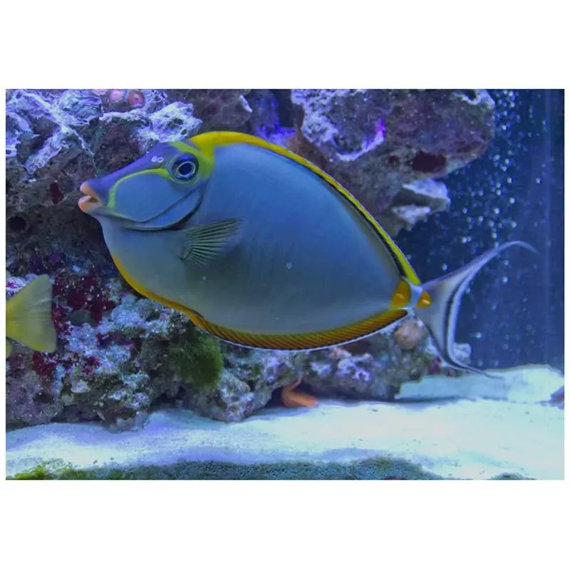 Unicornfish alungit Naso lopezi