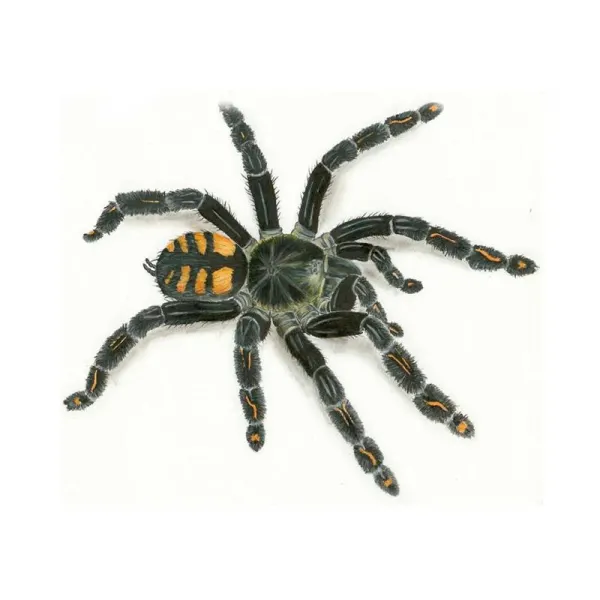 Venezuelan Suntiger tarantula