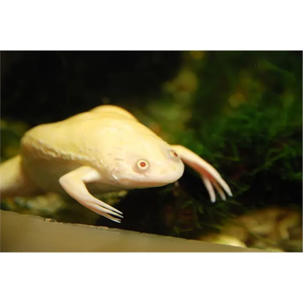 Xenopus laevis albino