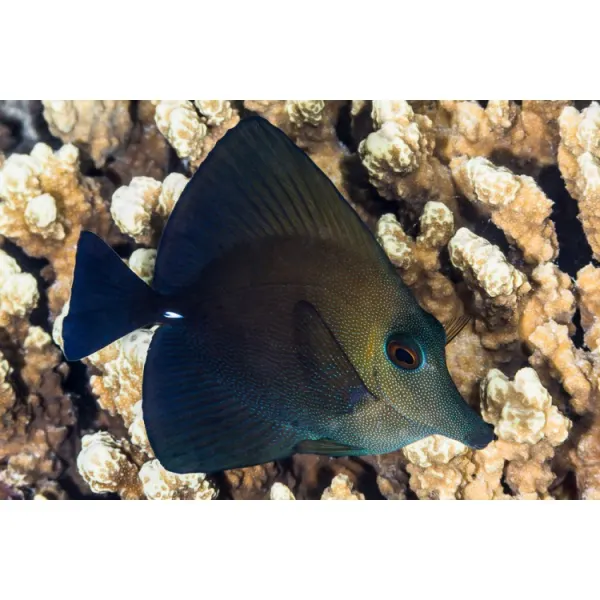 Zebrasoma scopas (Twotone tang)