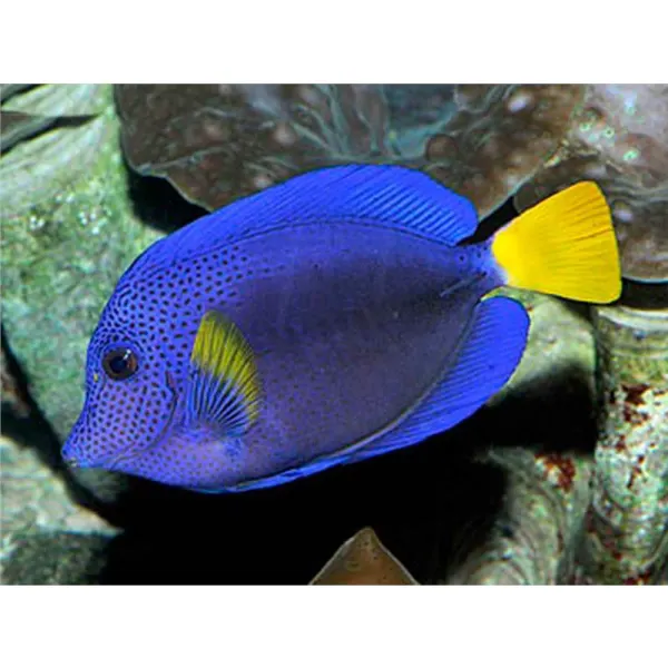 Zebrasoma xanthurum