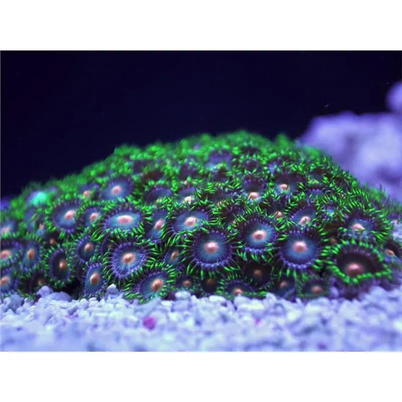 Zoanthus eye of Rah