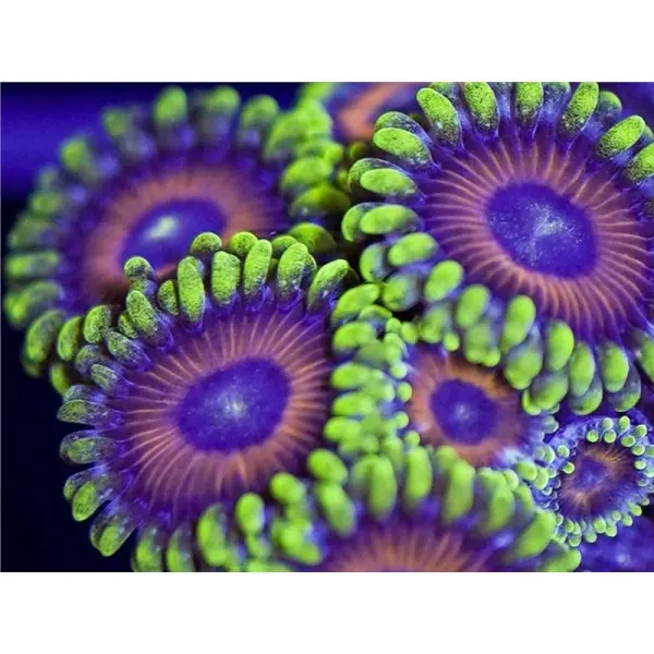 Zoanthus mix color Frag